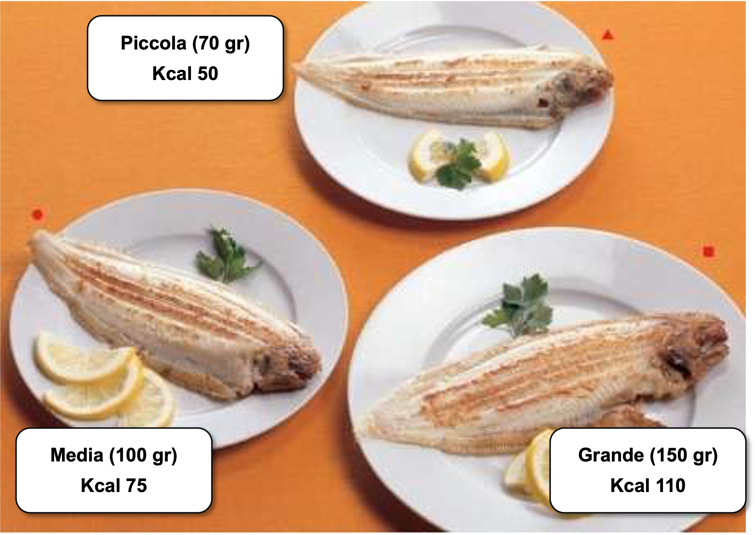 24_Platessa